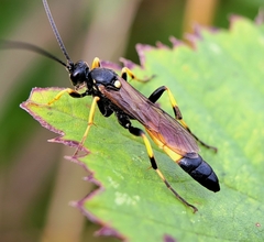 Diphyus quadripunctorius