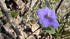 Ruellia jussieuoides