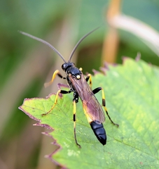 Diphyus quadripunctorius