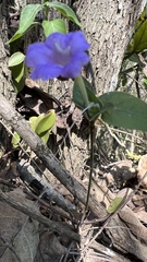 Ruellia jussieuoides