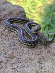 Thamnophis eques