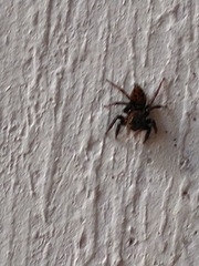 Hasarius adansoni