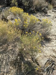 Chrysothamnus viscidiflorus