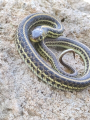 Thamnophis eques