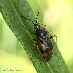 Deraeocoris ruber
