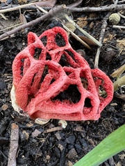 Clathrus ruber