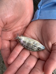 Orthopristis chrysoptera