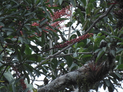 Sarcopera anomala