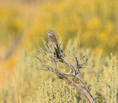 Artemisiospiza nevadensis