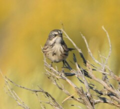 Artemisiospiza nevadensis