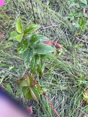 Monarda fistulosa