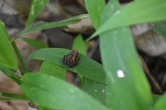 Microhyla
