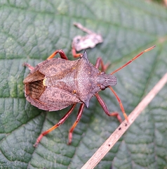 Picromerus bidens