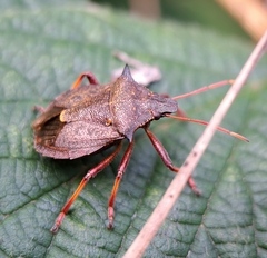 Picromerus bidens