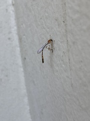 Leptopteromyia americana