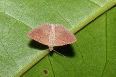 Cerynea punctilinealis