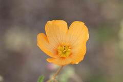 Kallstroemia grandiflora