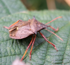 Picromerus bidens