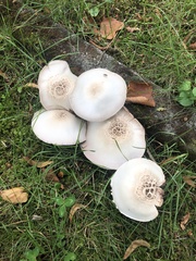 Agaricus xanthodermus