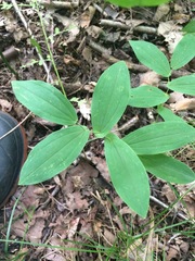 Uvularia grandiflora