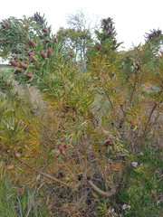 Leucadendron macowanii