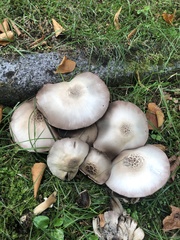 Agaricus xanthodermus