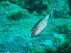 Canthigaster capistrata