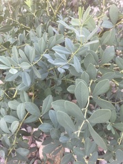 Baptisia