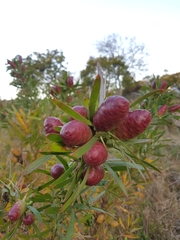 Leucadendron macowanii
