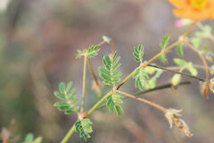Kallstroemia grandiflora