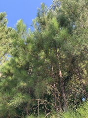 Pinus