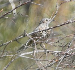Oreoscoptes montanus