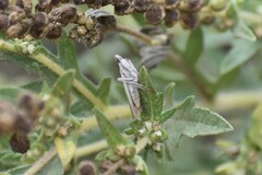 Homoeosoma electella