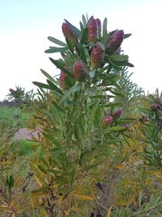 Leucadendron macowanii