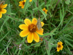 Sphenarium