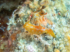 Plocamopherus maderae