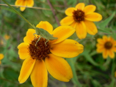 Zinnia haageana