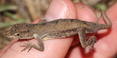 Anolis cusuco