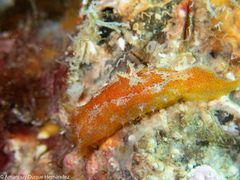 Plocamopherus maderae