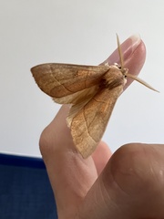 Nadata