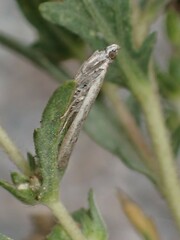 Homoeosoma electella