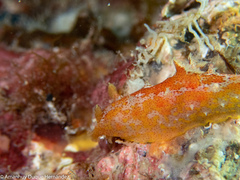 Plocamopherus maderae