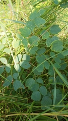 Thalictrum dasycarpum