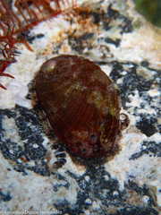 Haliotis tuberculata