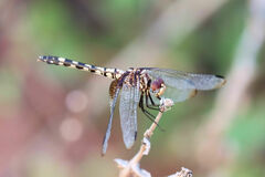 Dythemis fugax