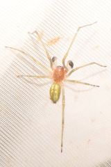 Cheiracanthium punctorium