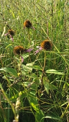 Echinacea