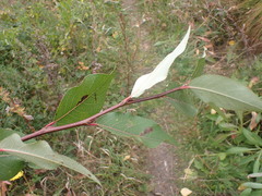 Populus laurifolia