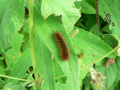 Spilosomina