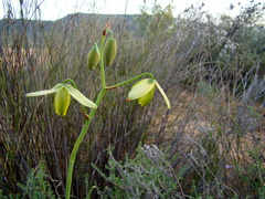 Albuca cooperi